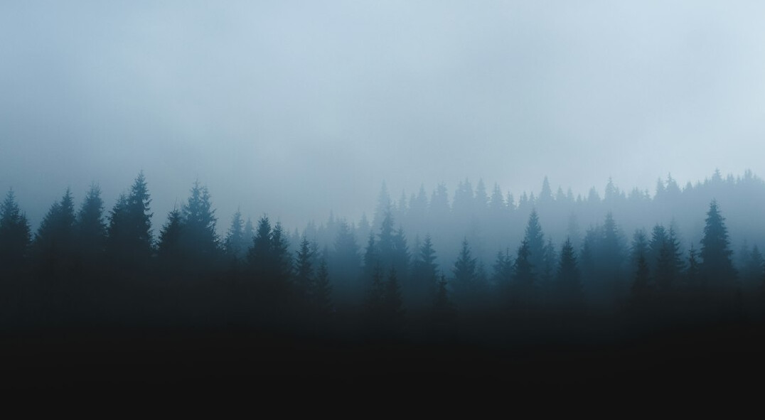dark foggy forest at night